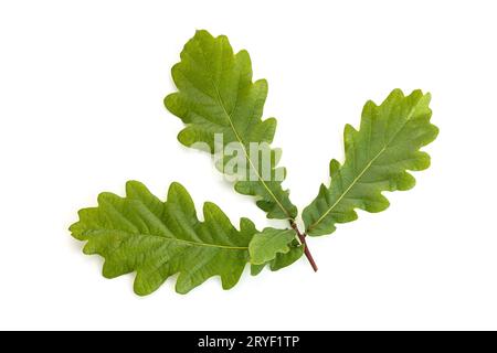 Foglie di quercia giovani isolate su sfondo bianco. Foglia di Quercus Foto Stock