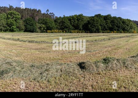 Andane curvilinee di erba verde appena falciata per insilato sul campo agricolo. Pascoli per alimenti per animali Foto Stock