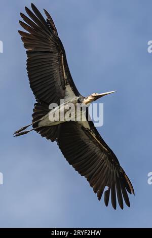 L'immagine della fauna selvatica del piccolo aiutante cicogne vola in alto su un cielo blu cristallino Foto Stock