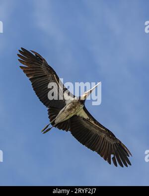 L'immagine della fauna selvatica del piccolo aiutante cicogne vola in alto su un cielo blu cristallino Foto Stock