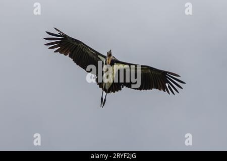 L'immagine della fauna selvatica del piccolo aiutante cicogne vola in alto su un cielo blu cristallino Foto Stock