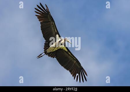 L'immagine della fauna selvatica del piccolo aiutante cicogne vola in alto su un cielo blu cristallino Foto Stock