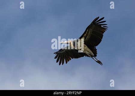 L'immagine della fauna selvatica del piccolo aiutante cicogne vola in alto su un cielo blu cristallino Foto Stock