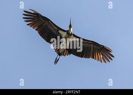 L'immagine della fauna selvatica del piccolo aiutante cicogne vola in alto su un cielo blu cristallino Foto Stock