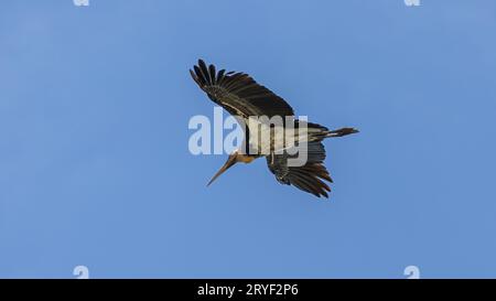 L'immagine della fauna selvatica del piccolo aiutante cicogne vola in alto su un cielo blu cristallino Foto Stock