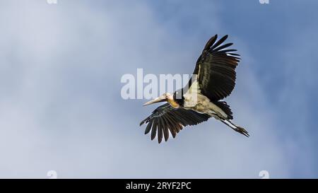 L'immagine della fauna selvatica del piccolo aiutante cicogne vola in alto su un cielo blu cristallino Foto Stock