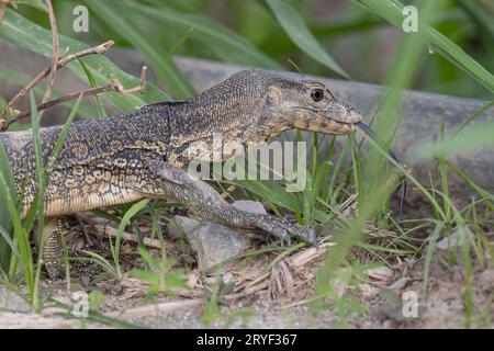 Monitor Lizard (monitor dell'acqua asiatico) anche comune monitor dell'acqua, grande lucertola varanide originaria del Sud e del Sud-Est asiatico. Foto Stock