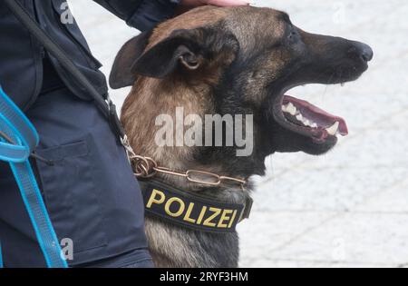 Un cane della polizia K9 addestrato Foto Stock