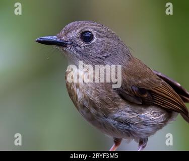 Fulvous-Chested Jungle-Flycatcher (Rhinomyias olivacea) Isola del Borneo. Foto Stock