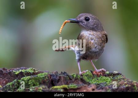 Fulvous-Chested Jungle-Flycatcher (Rhinomyias olivacea) Isola del Borneo. Foto Stock