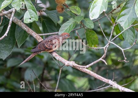 Natura immagine della piccola colomba-cucù arroccata nel mezzo della natura forestante. Foto Stock