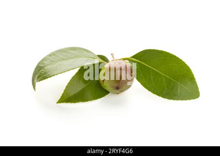 Semi di Camellia e foglie isolate su sfondo bianco Foto Stock