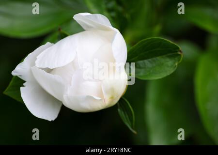 Apertura del bocciolo della testa di fiore di peonia bianco Foto Stock