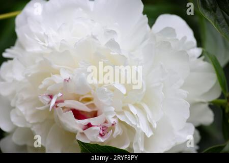 Testa di fiore di peonia bianca Foto Stock