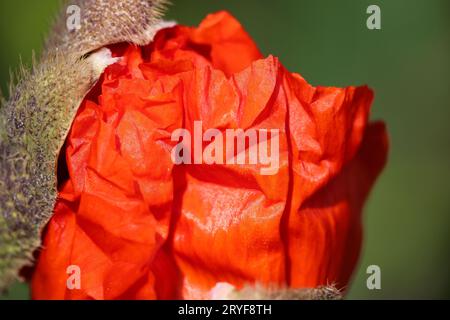 Macro shot di bocciolo di papavero rosso con petali Foto Stock