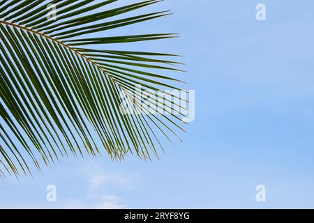 Ravvicinare le foglie di palma sopra il cielo azzurro Foto Stock