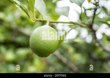 Frutta di lime che cresce su albero. Messa a fuoco selettiva Foto Stock