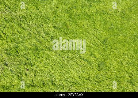 Astratto tessuto di fondo alghe verdi Foto Stock