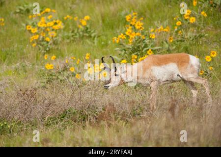 Buck Pronghorn mangiare con la freccia-lasciava Balsamroot fiori selvatici in background, in National Bison Range, Montana, USA Foto Stock
