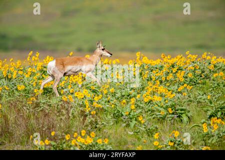 National Bison Range, Montana, USA. Pupa di pronghorn selvaggia che cammina in un campo di fiori selvatici di Arrowleaf Balsamroot. Foto Stock