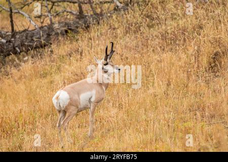 Pronghorn antelope nel Parco Nazionale di Yellowstone, Wyoming USA Foto Stock