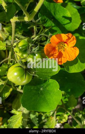 Issaquah, Washington, USA. Fiori di nasturtium che crescono come piante complementari per i pomodori. Foto Stock