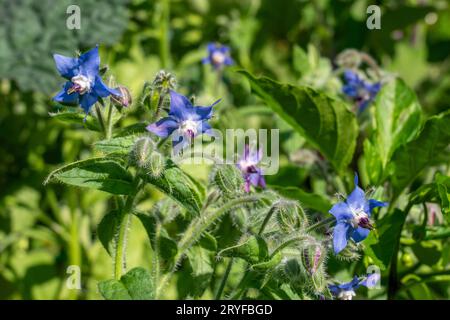 Issaquah, Washington, USA. Primo piano dei fiori di borragine. Foto Stock