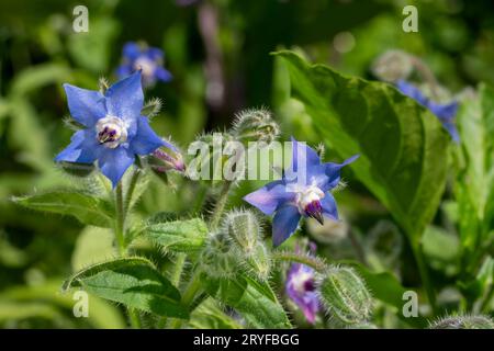 Issaquah, Washington, USA. Primo piano dei fiori di borragine. Foto Stock