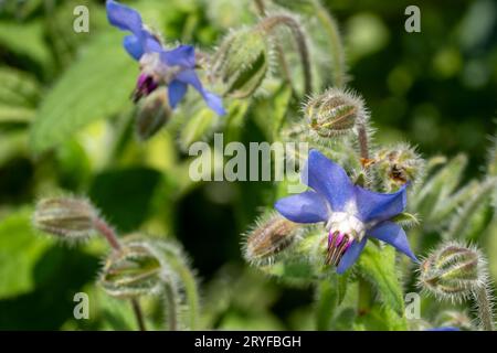 Issaquah, Washington, USA. Primo piano dei fiori di borragine. Foto Stock