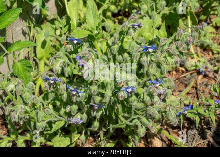 Issaquah, Washington, USA. Fiori di borragine in giardino. Foto Stock