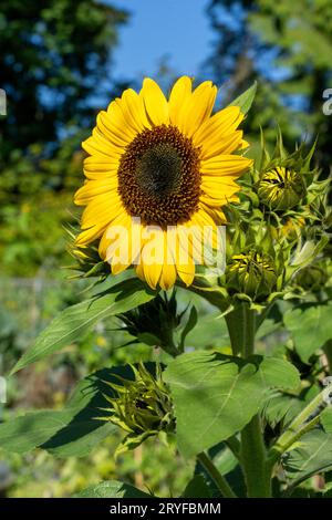 Issaquah, Washington, USA. Un girasole nano aperto e diverse gemme in un giardino. Foto Stock