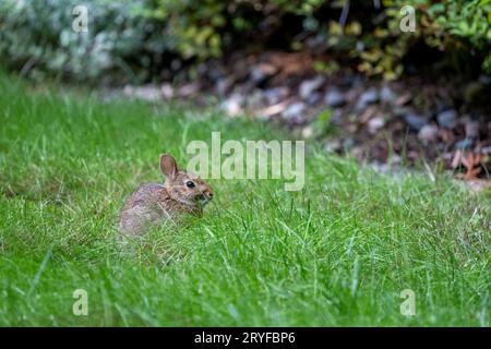 Issaquah, Washington, USA. Brush Rabbit seduto in un prato. Si tratta di un piccolo coniglio con zampe corte e coda corta. Foto Stock