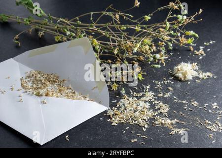 Issaquah, Washington, USA. Salvare i semi di una lieve pianta di lattuga che è stata imbullonata, in una busta di carta per la conservazione per il prossimo anno" Foto Stock