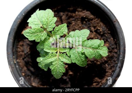 Piccolo cespuglio di pomodori ciliegini, vista dall'alto. Il concetto di coltivare ortaggi a casa, nutrizione sana, prodotti biologici. Foto Stock