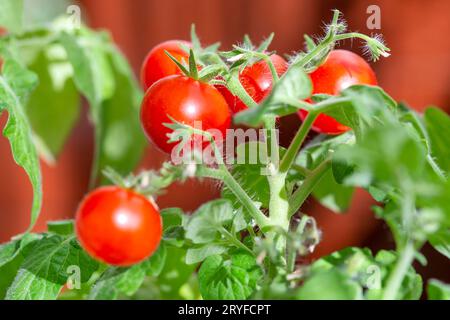 Pomodori ciliegini da vicino su un ramo. Il concetto di coltivare verdure, alimentazione sana, prodotti biologici. Foto Stock