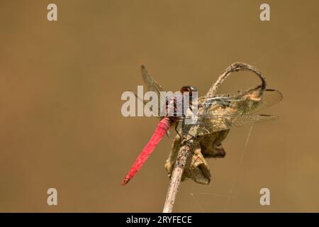 Dragonfly appollaiato su piante secche su sfondo bokeh. Foto Stock