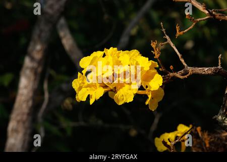 IpÃ¨ albero giallo isolato fiorisce al sole, Chapada dos GuimarÃ£es, Brasile Foto Stock