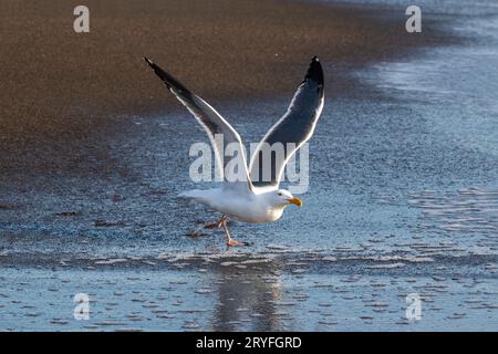 WESTERN Gull (Larus occidentalis) pronto a prendere il volo. Correre sulla spiaggia, aprire le ali. Cambria, California. Foto Stock