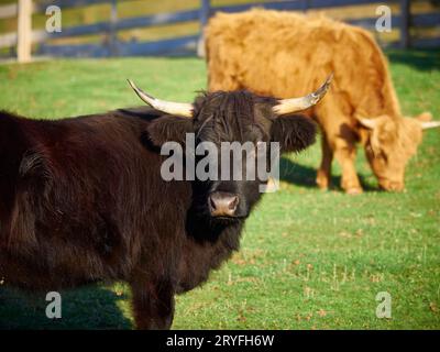 Giovane bullock Black Angus con la mucca delle Highland dietro fuori fuoco. L'Angus nero sta guardando direttamente la telecamera e la Highland Cow sta pascolando Foto Stock