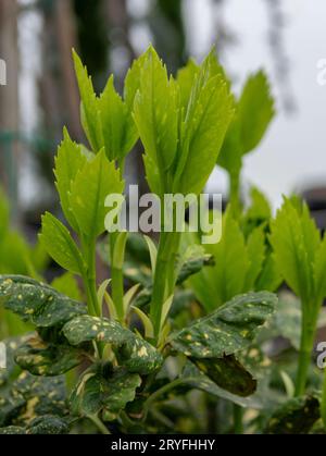 Foglie verdi di Aucuba japonica all'inizio della primavera. Giovani germogli di alloro spottato, alloro giapponese o pianta di polvere d'oro. Foto Stock