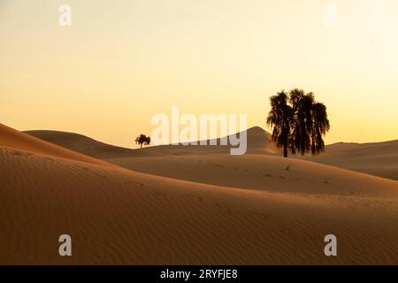 Albero solitario nel deserto degli Emirati Arabi Uniti nascosto tra le dune di sabbia durante l'alba Foto Stock