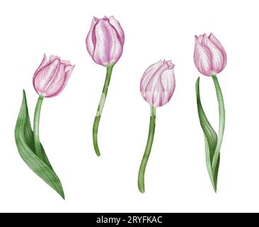 Set flowet tulipano rosa acquerello. Clipart di fiori primaverili Foto Stock