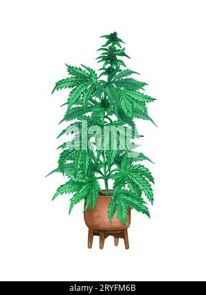 Acquerello pianta di canapa in vaso. Cannabis indica albero in una pentola, marijuana. Illustrazione disegnata a mano di erbacce su sfondo bianco. Foto Stock