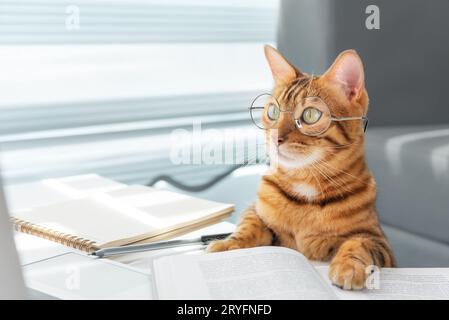 Gatto del Bengala con gli occhiali al tavolo con i libri Foto Stock