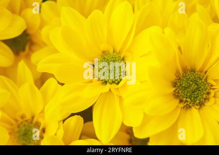 Macro shot di fiori margherita con petali gialli e polline verde Foto Stock