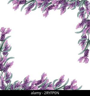 Cornice di fiori di lavanda. Acquerello sfondo disegnato a mano. Illustrazione della lavanda. Foto Stock