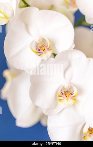 Orchidea di phalaenopsis in fiore su sfondo blu, primo piano macro, shot verticale Foto Stock