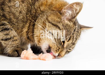 Gatto Tabby che mangia carne di pollo cruda su sfondo bianco Foto Stock