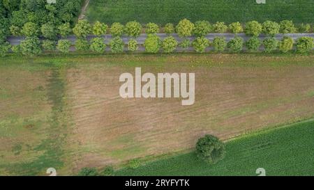 Vista aerea con drone di campo verde fresco in primavera vicino a Turnhout presso Anversa, Belgio, con strada tra i campi Foto Stock