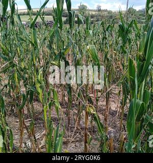 Danni causati dalla siccità nel mais, nel campo di mais Foto Stock